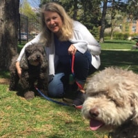 How to be a dog sitter