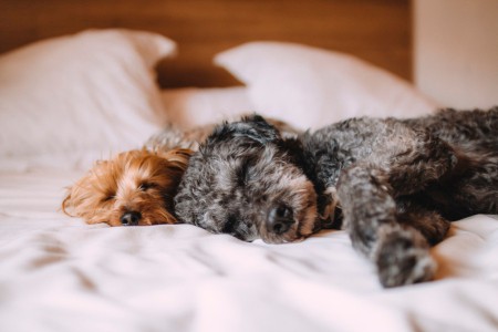 paid pet sitting jobs