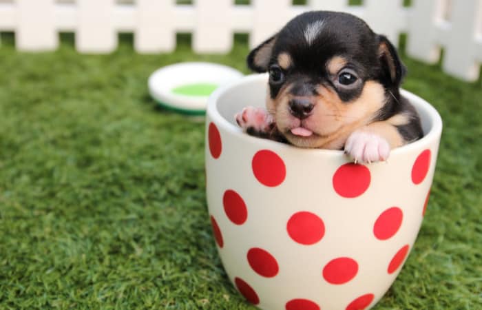 How to become a dog sitter for Rover